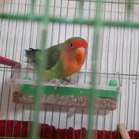 ۲ تا طوطی برزیلی