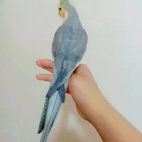 طوطی عروس هلندی نر