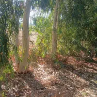 چوب خریدارم