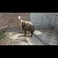 مطفل بابره نر