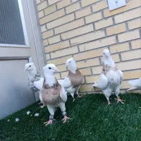 6تا طوقی زرد خال سیاه و زرین