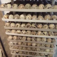 تخم بلدرچین کاملا اورگانیک|خوردنی و آشامیدنی|کهریزک, |دیوار