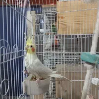 طوطی کوتوله ، عروس هلندی ، گرینچیک|پرنده|بندرعباس, |دیوار