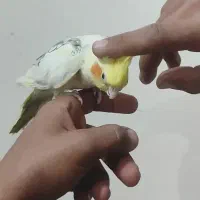 عروس هلندی|پرنده|کلاله, |دیوار