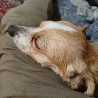 مژدگانی پنج میلیونی برای سگ گمشده