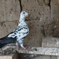 کبوتر خارجی|پرنده|گنبد کاووس, |دیوار