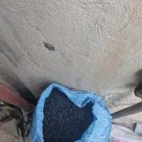 کلخنگ|خوردنی و آشامیدنی|کازرون, |دیوار