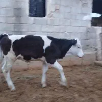 گوساله سیمینتال اصل ماده