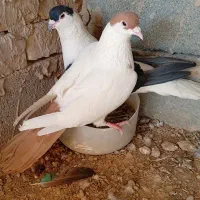 کفتر معاوضه