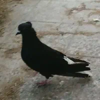 سیاه دم سفید