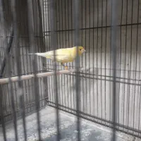 قناری ماده اماده پس کوزه ای|پرنده|تهران, اتابک|دیوار