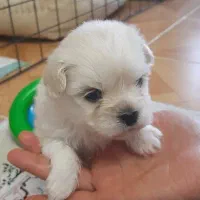 فروش توله شیتزومالتیز