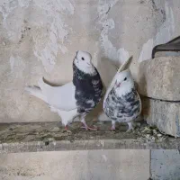 طوقی|پرنده|شیراز, گویم|دیوار