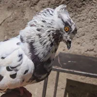 کبوتر