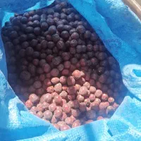 عناب خراسان امسالی صاف و درجه یک