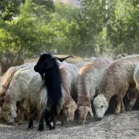 بره  میش گوسفند با پلاک دامپزشکی