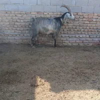 نر  بز|حیوانات مزرعه|گرگان, |دیوار