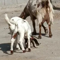 بز  کهره افغان جوان پر شیر موقعیت جیرفت