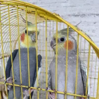 عروس هلندی