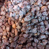 کشمش مخصوص تاکستان|خوردنی و آشامیدنی|لاهیجان, قیام|دیوار