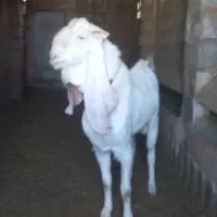 بره نر تخمی و چبوش|حیوانات مزرعه|آیسک, |دیوار