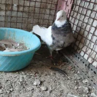 طوقی هفت رنگ کرمانشاهی فروش یا معاوضه با آلمانی|پرنده|زاهدان, |دیوار