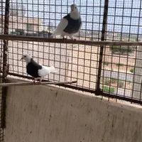 کبوتر طوقی|پرنده|اصفهان, شهرک زاینده رود|دیوار