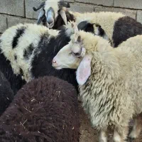 فروش بره نر چاق