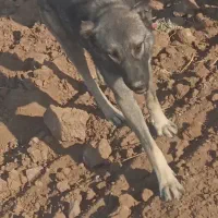 سگ گله گم شده