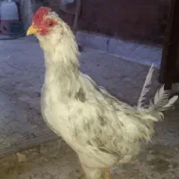 خروس گلین ریشو چهل تاچ طوسی|حیوانات مزرعه|حمیدیا, |دیوار