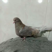 کبوترمفلق|پرنده|بروجن, |دیوار