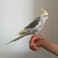 عروس هلندی بالغ