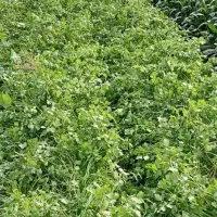 سبزی دزفول تمیز و سالم|عمدهفروشی|دزفول, |دیوار