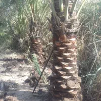 باغبانی و درختکاری