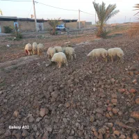 دارخوین