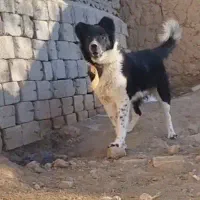 سگ ماده لاس قدرجونی