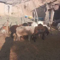 بره توقلی وگوسفند