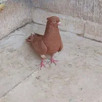 کبوتر غریب گیری