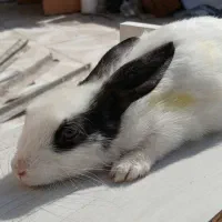 خرگوش