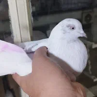 کبوتر پرشی .ازبلندی شب گرفتم|پرنده|تهران, مولوی|دیوار