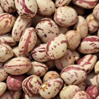 فروش لوبیا چیتی تازه و با کیفیت|خوردنی و آشامیدنی|مرودشت, مختارآباد|دیوار