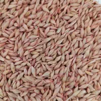 عرضه انواع بذرهای اصلاح شده گندم و جو آبی و دیم|عمدهفروشی|کبودرآهنگ, |دیوار