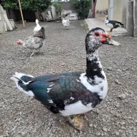 اردک ژاپنی|حیوانات مزرعه|حویق, |دیوار