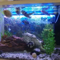 آکواریوم با پایه فلزی