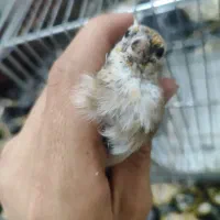 سیره جوجه قفس