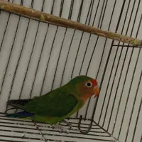 عروس هلندی باتخم ومرغ عشق|پرنده|اسلام‌‌آباد غرب, |دیوار