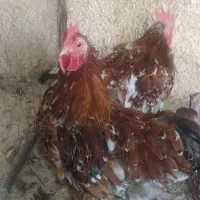 مرغ برهما بلک متلد، خروس کوشین پورسلن، مرغ ویاندوت