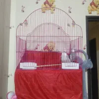 عروس هلندی گم شده