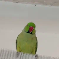 دو عدد ملنگو نر. ماده