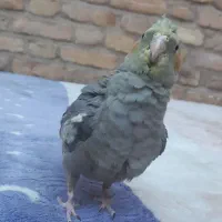 عروس هلندی|پرنده|بافق, |دیوار